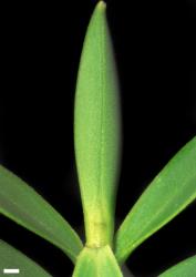 Veronica subfulvida. Leaf bud with acute sinus. Scale = 1 mm.
 Image: W.M. Malcolm © Te Papa CC-BY-NC 3.0 NZ